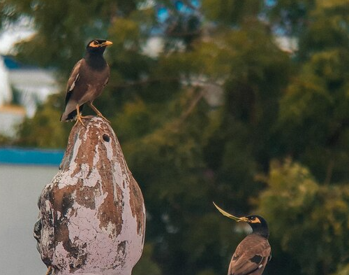 Bird Watching in Jawai Dam Near Jalsa Jawai Resort