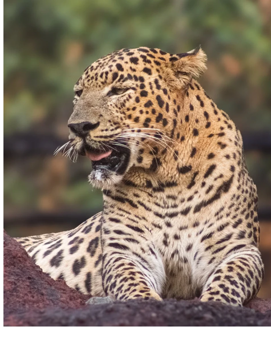 Jawai Leopard Safari in Monsoon 2026: Is It the Best Time to Visit?