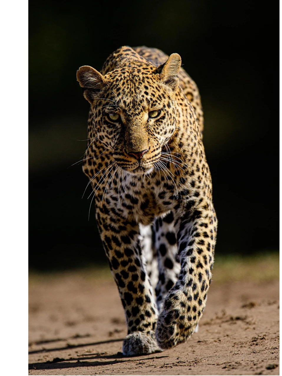 Best Time to Visit Jawai for Leopard Safari (Month-by-Month Guide)