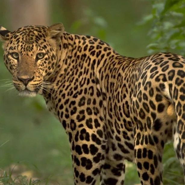 Jawai Leopard Safari Zones Explained: Where You're Most Likely to Spot a Leopard