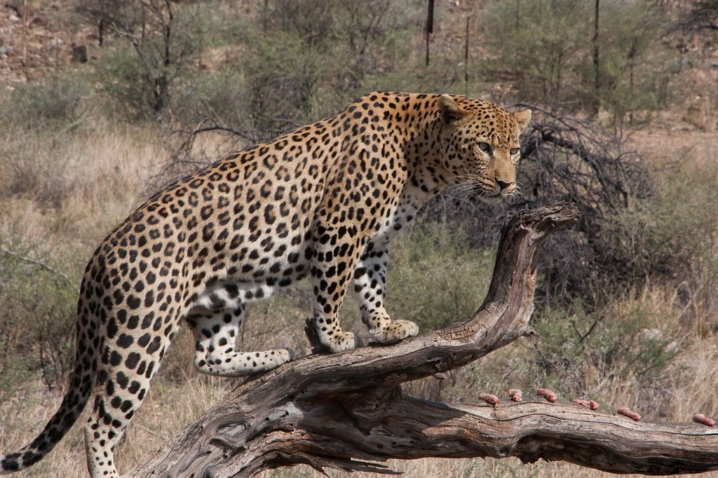 Jawai Leopard Safari Price 2026: Complete Cost Breakdown