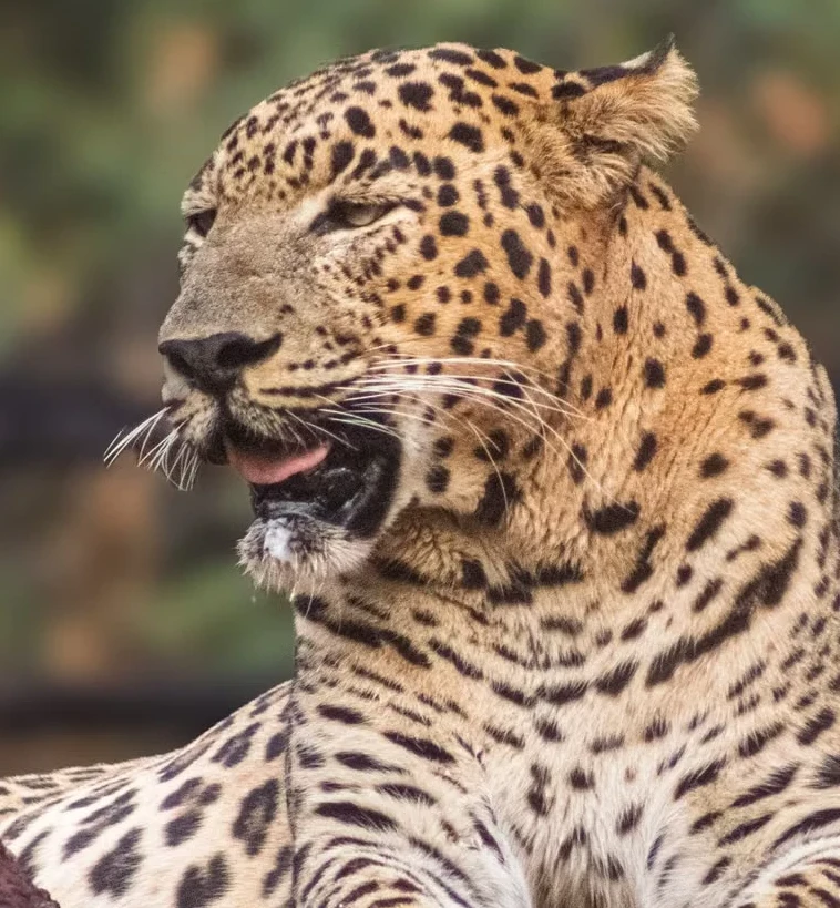 Jawai Safari Rules & What to Carry: A First-Timer's Checklist