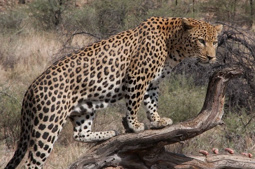 Best Resort Near the Jawai Leopard Safari Zones for Your Stay