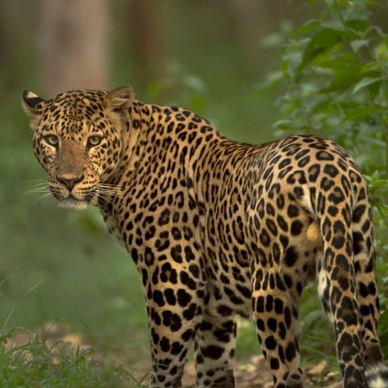 Leopard Safari in Jawai: Discover Rajasthan's Wild Side | Jalsa Jawai