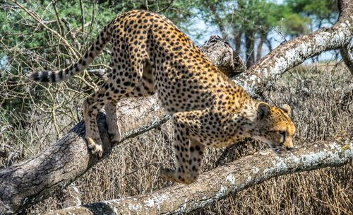 Book Your Jawai Safari Stay at Jalsa Jawai – Complete Guide