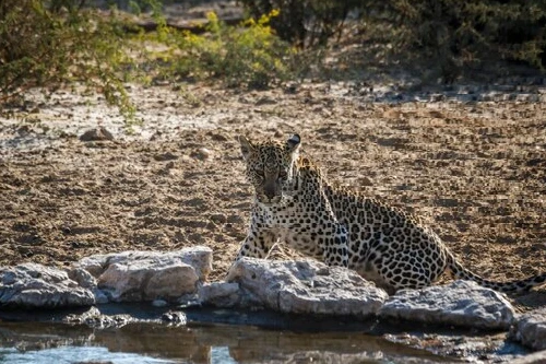 Jawai Bandh Leopard Safari