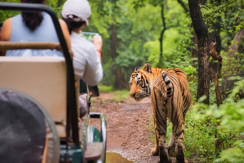 Best Lodge in Jawai for Luxury Stay & Leopard Safari