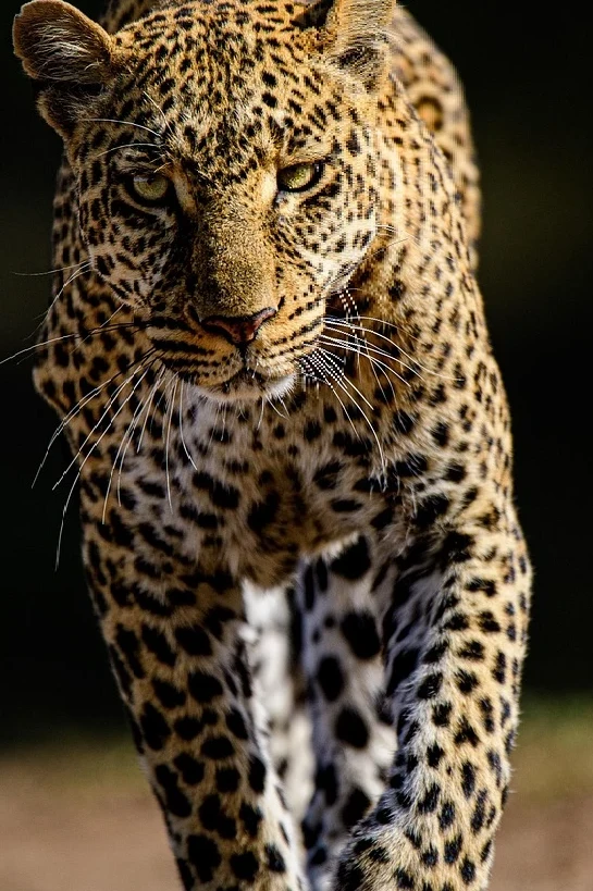 Jawai in Monsoon: What the Rains Do to the Leopard Hills