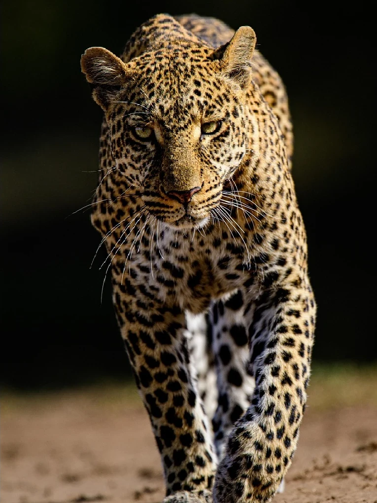 Jawai Safari Rules: What You Can and Can't Do on a Drive
