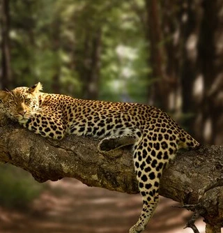 Best Resort Near the Jawai Leopard Safari Zones for Your Stay