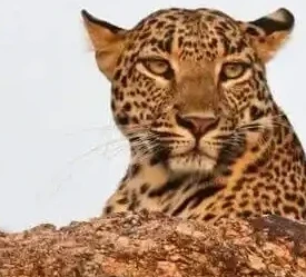 Leopard Safari in Jawai: Discover Rajasthan