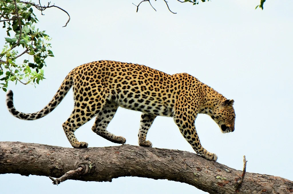 Best Time to Visit Jawai for Leopard Safari (Month-by-Month Guide)
